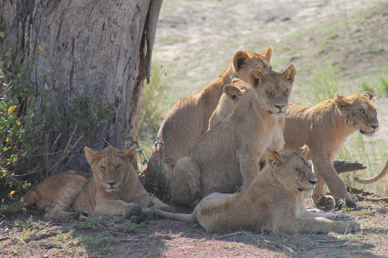 tanzania, pride of lions, savannah, tanzania, tanzania, tanzania, tanzania, tanzania, pride of lions