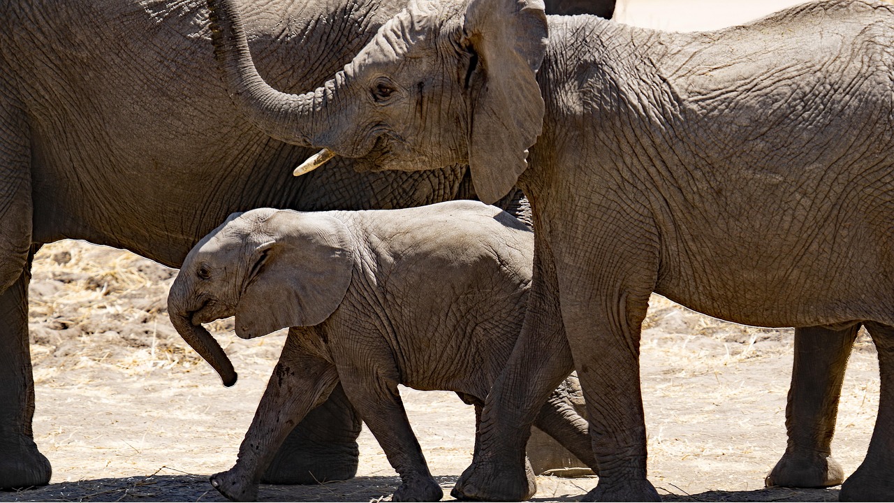 elephants, animals, mammals, wild animals, wildlife, fauna, wilderness, nature, safari, tanzania, africa, elephants, elephants, elephants, elephants, elephants, animals, animals, nature, safari, tanzania, tanzania, africa