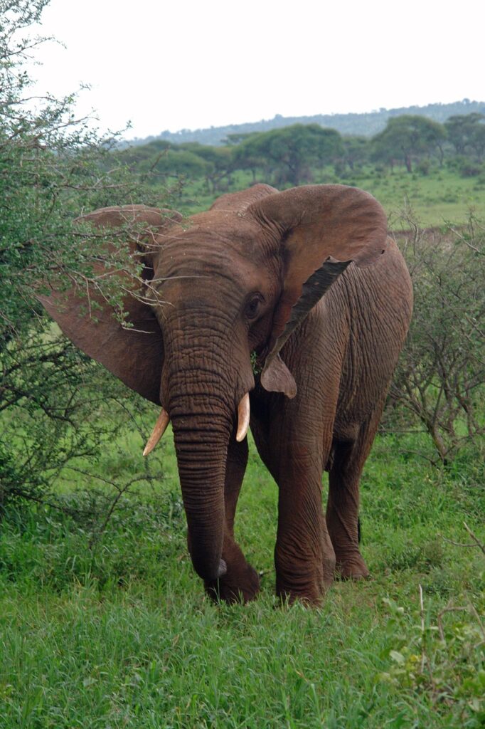 africa, tanzania, elephant, wildlife, majestic, ivory, reserve