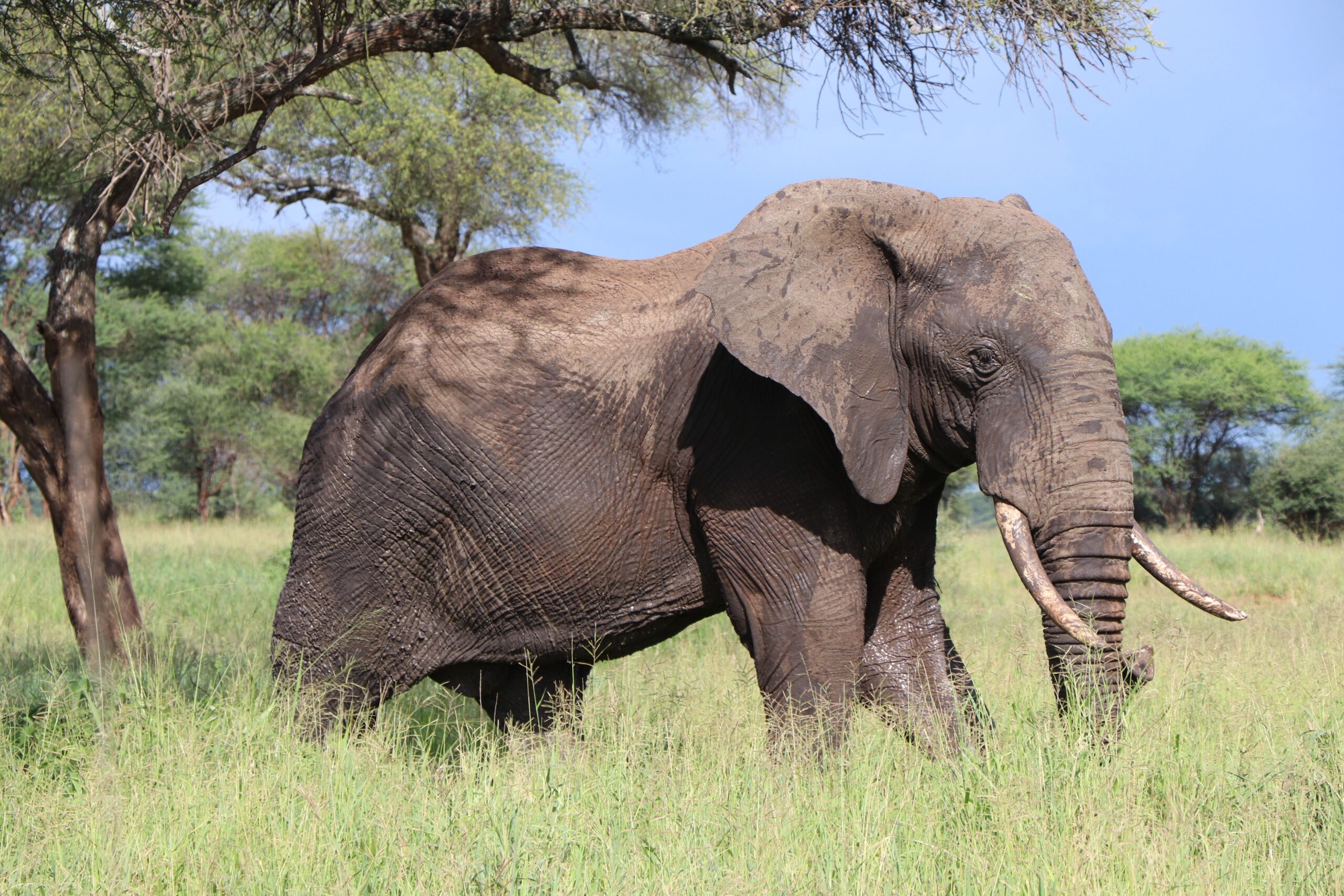 A close-up of an African elephant in the grasslands of Tanzania, showcasing its majestic presence.