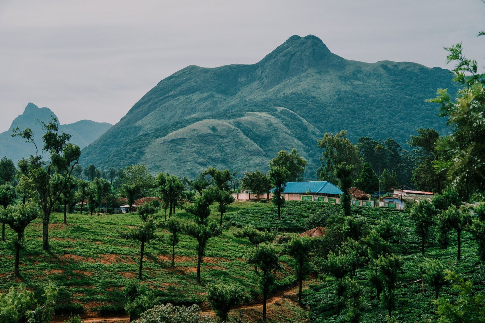 Scenic view of a lush, green tea plantation with mountain backdrop.