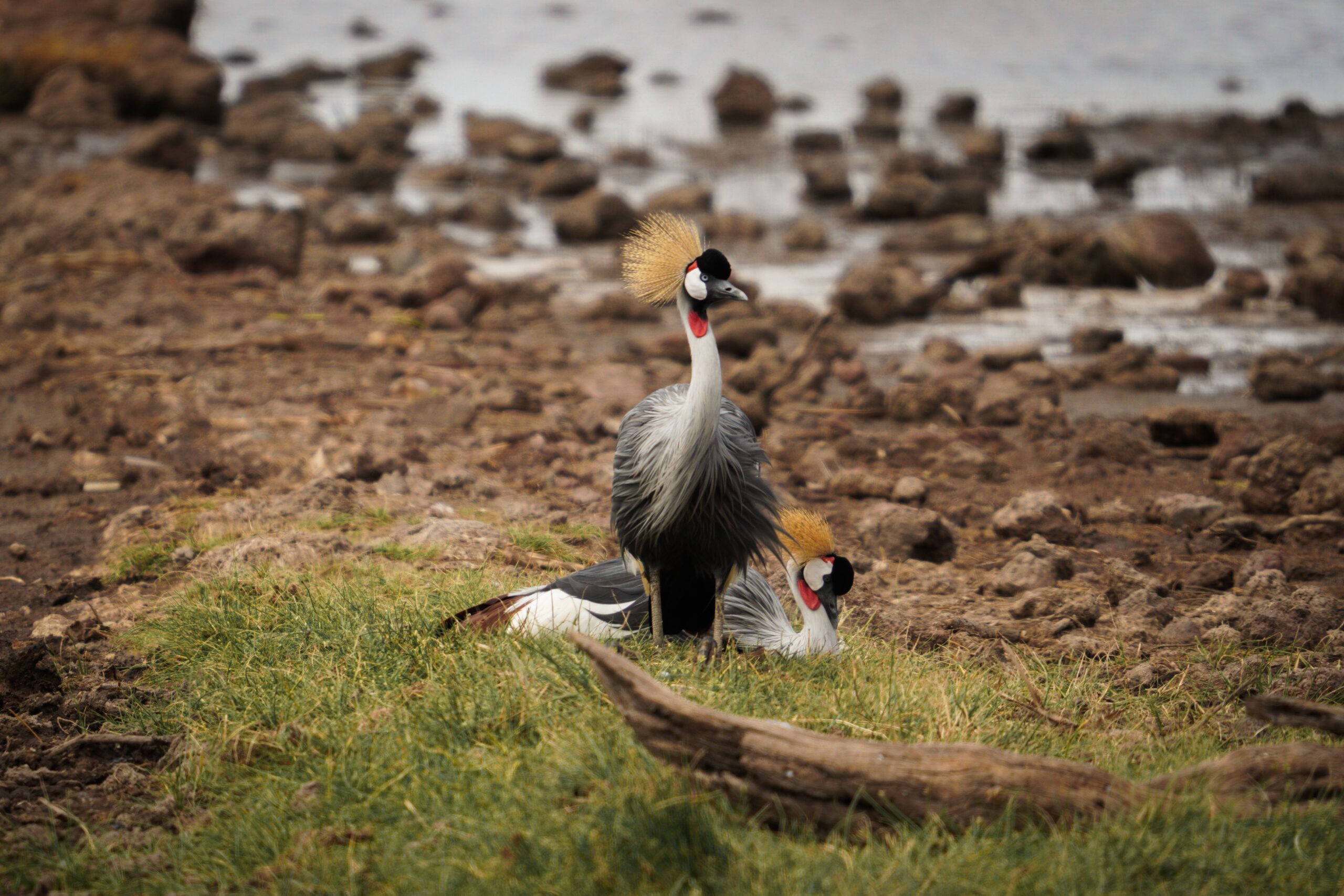 Two grey crowned cranes in a serene natural habitat in Tanzania.