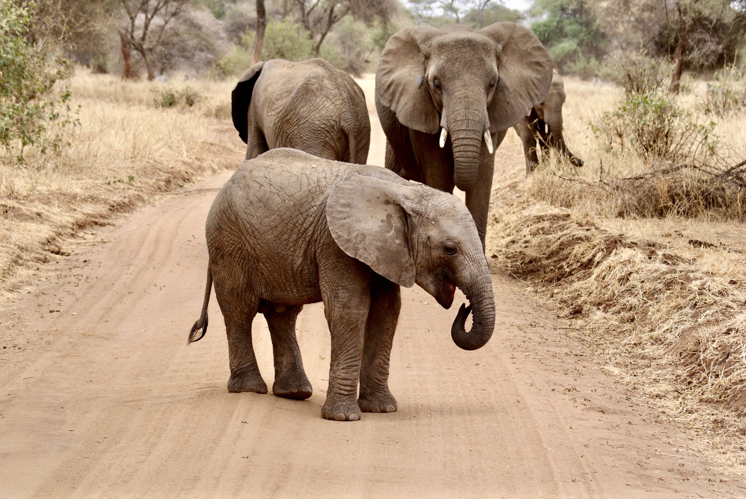 A group of African elephants including a calf walking on a rural dirt road in the savanna.