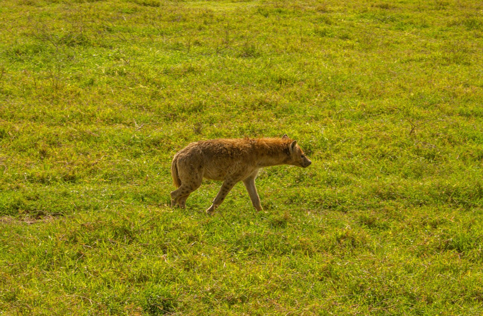 A solitary hyena walks through the lush grasslands of Ngorongoro, Tanzania.