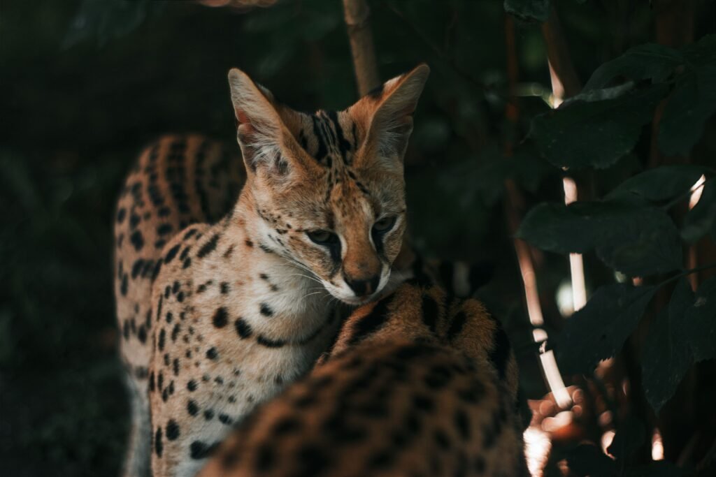 Intimate close-up of serval cats nestled among foliage, revealing natural beauty.