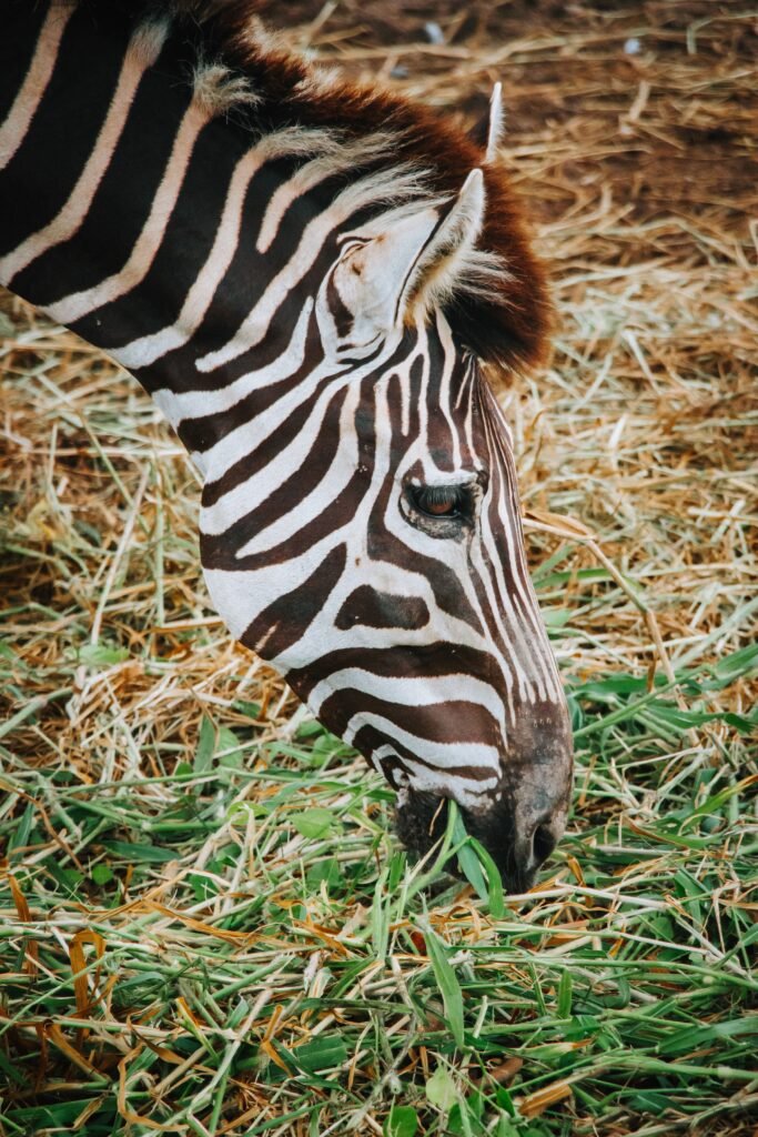A close-up photo of a zebra grazing on grass, showcasing its distinctive stripes.