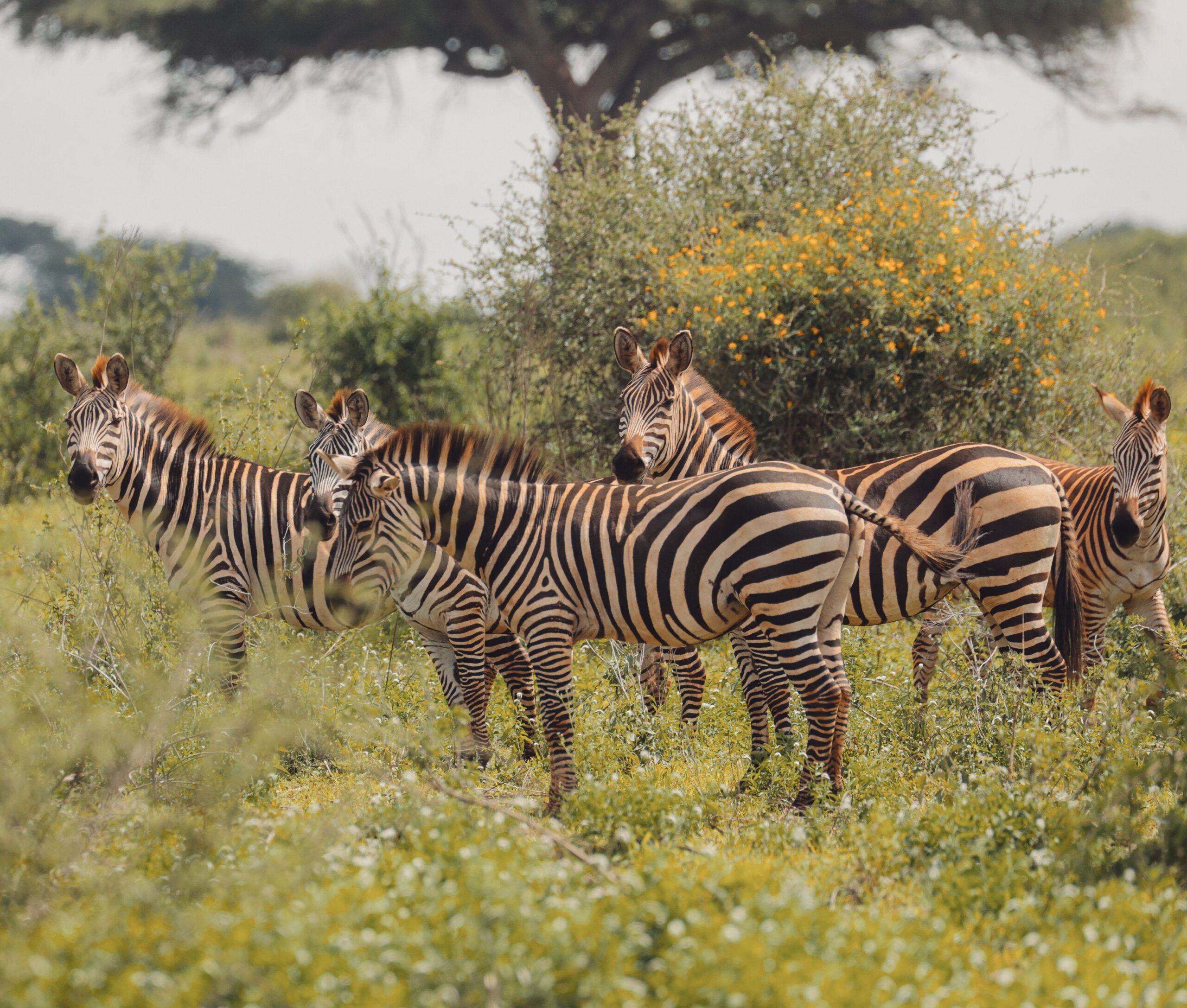 Zebras in the wild