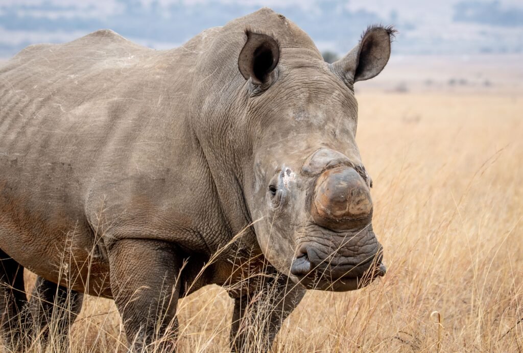 Close-up of a rhinoceros standing in a grass field, showcasing wildlife in its natural habitat.