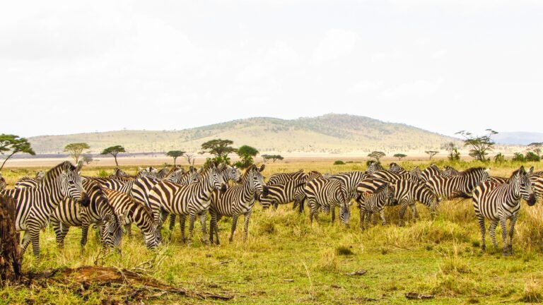 A herd of zebras grazing in the Serengeti plains of Tanzania under a bright sky.