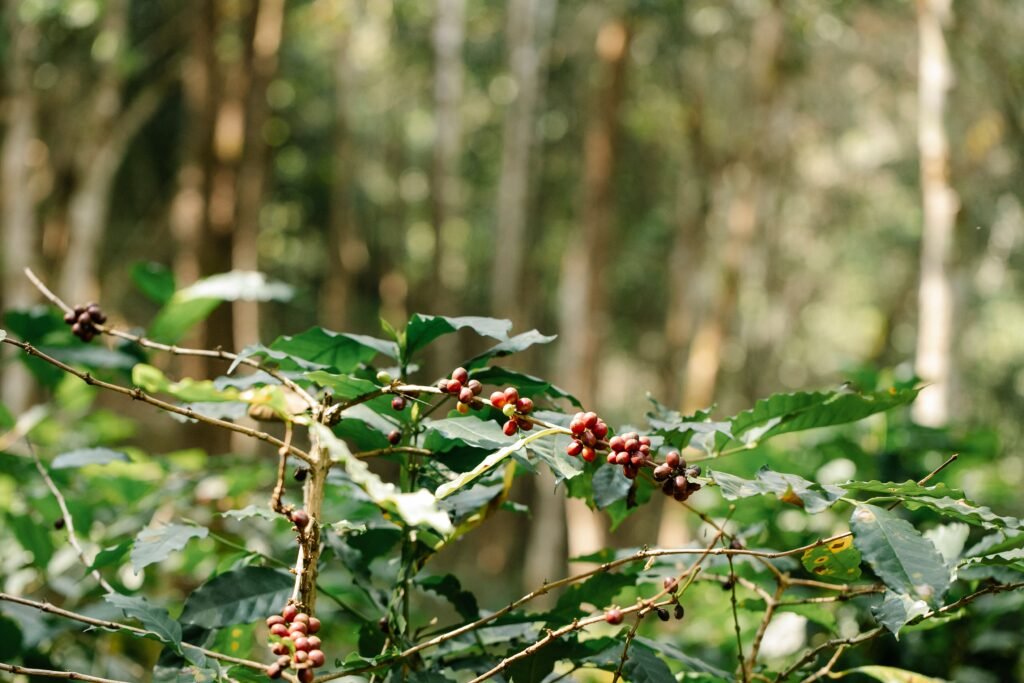 Verdant coffee bush with red ripening cherries growing in abundant garden on sunny summer weather